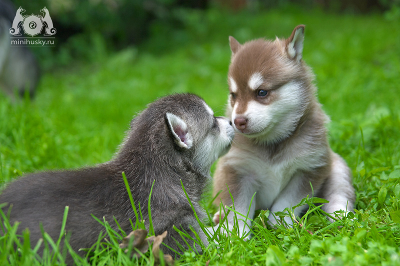 Miniature husky puppies photos