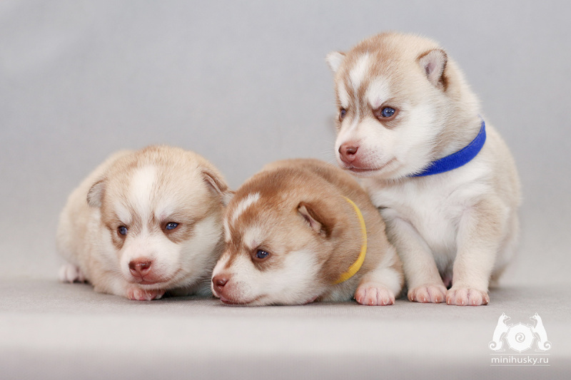 Song of Ice is the kennel of Alaskan Klee Kai