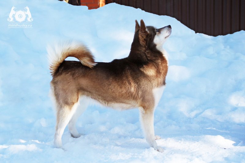 Breed Standards  Alaskan Klee Kai Association of America