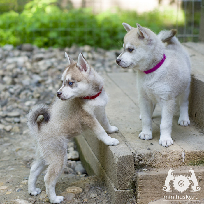 Alaskan Klee Kai kennel «SONG OF ICE»