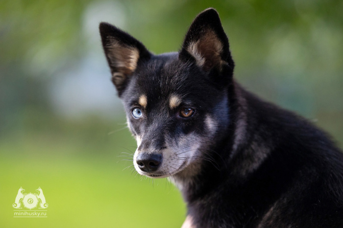 Alaskan Klee Kai puppy