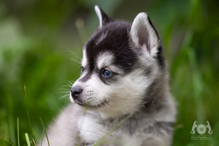 Alaskan Klee Kai puppy