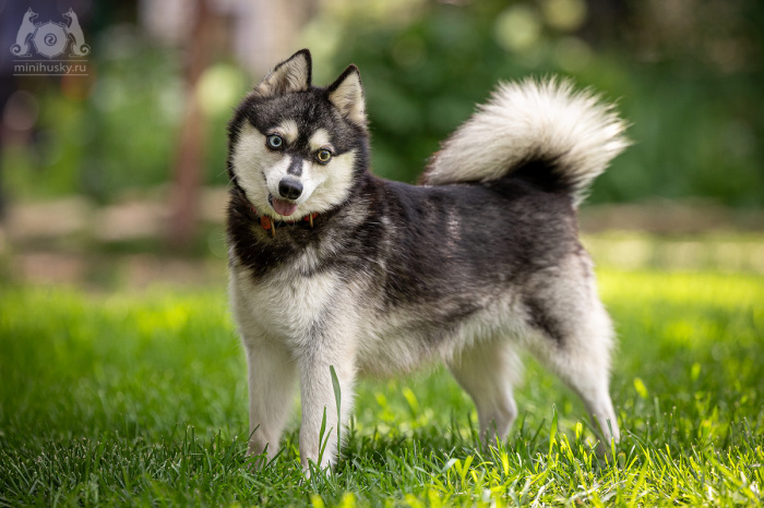 Alaskan Klee Kai