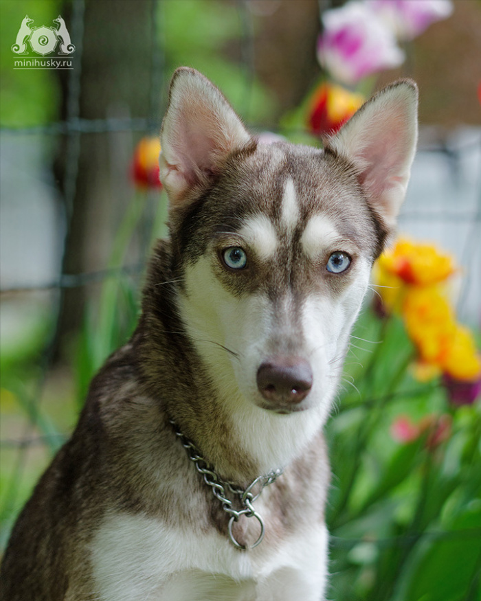  Alaskan Klee Kai puppy for sale