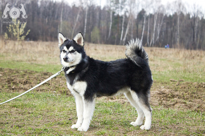 Alaskan Klee Kai-DOG-Male-Black / White-3275747-My Next Puppy