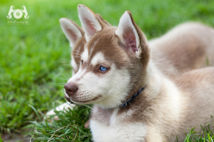  Alaskan Klee Kai puppy