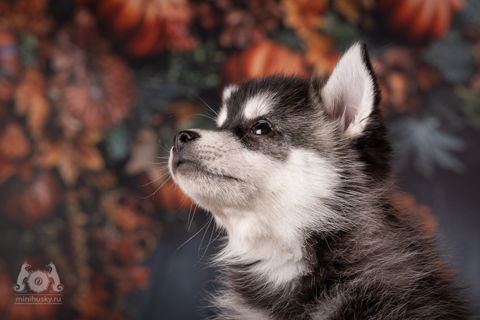 Alaskan Klee Kai Puppy