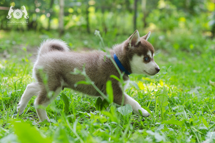 Alaskan Klee Kai kennel «SONG OF ICE»