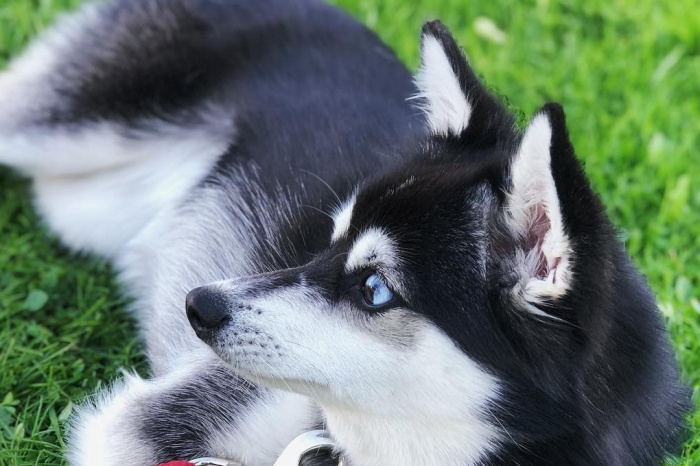 Alaskan Klee Kai kennel «SONG OF ICE»