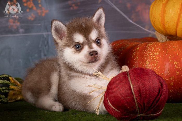 Alaskan Klee Kai Puppy