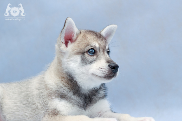 Klee Kai puppy for sale