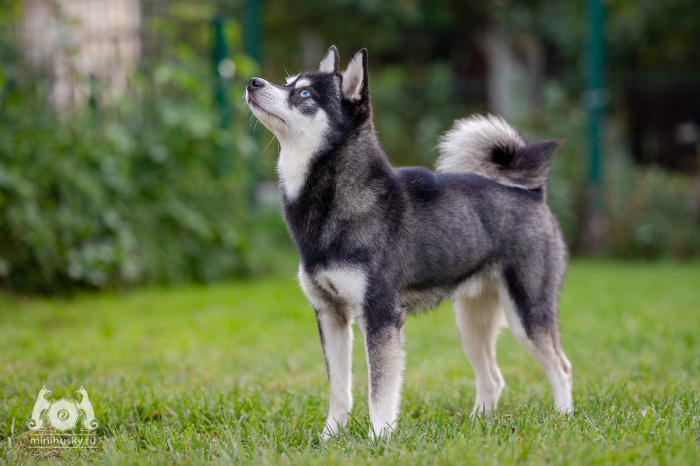 Alaskan Klee Kai