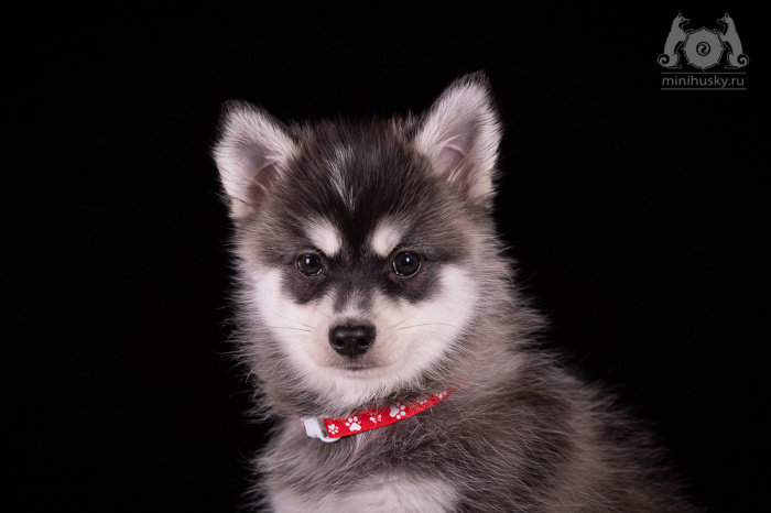 Alaskan Klee Kai puppy