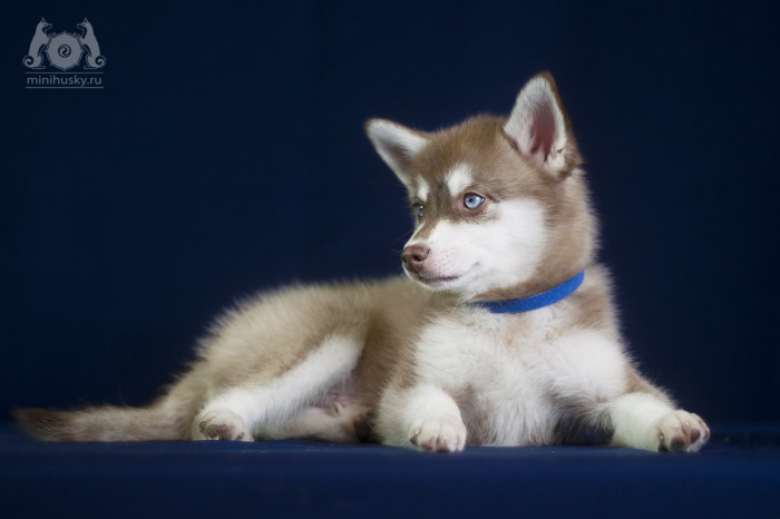 Alaskan Klee Kai puppy
