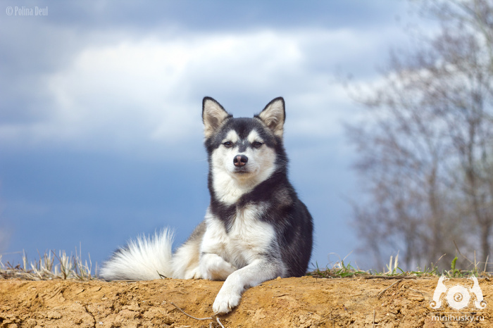 Europetnet - Alaskan Klee Kai