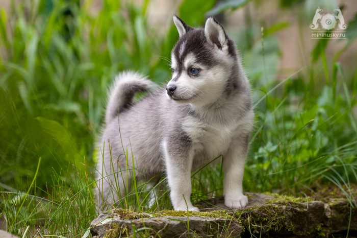 Alaskan Klee Kai puppy