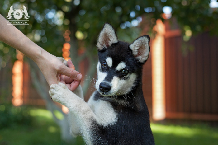 Alaskan Klee Kai