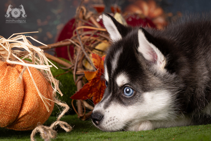 Alaskan Klee Kai Puppy