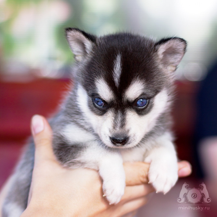 Alaskan Klee Kai Puppy