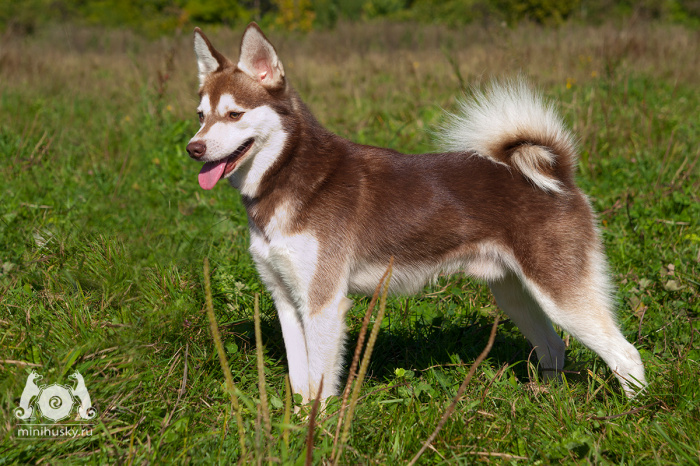 Alaskan Klee Kai kennel «SONG OF ICE»