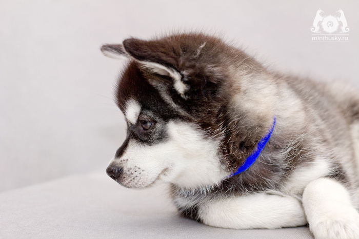 Alaskan Klee Kai Puppy