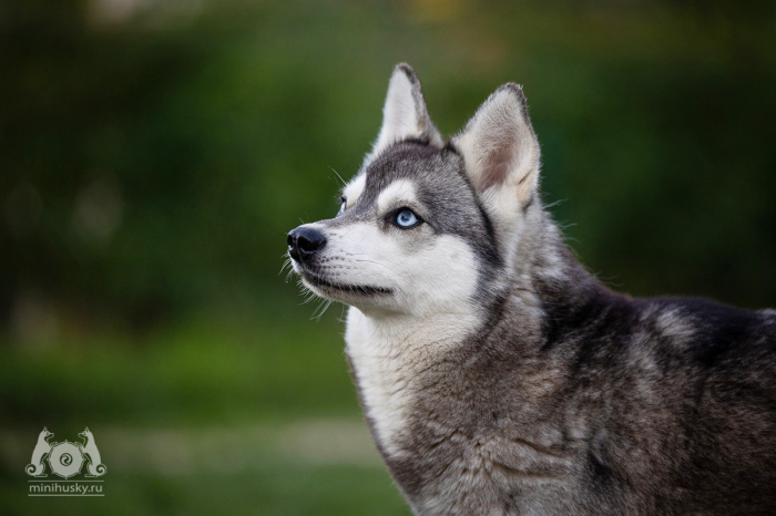 Alaskan Klee Kai