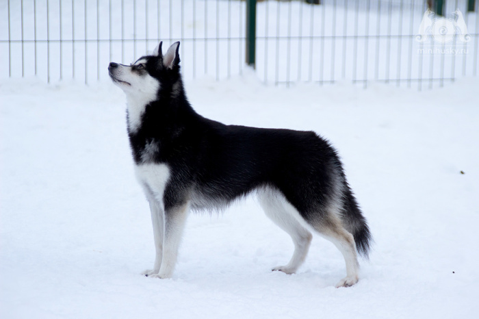 Alaskan Klee Kai-DOG-Male-Black / White-3275747-My Next Puppy