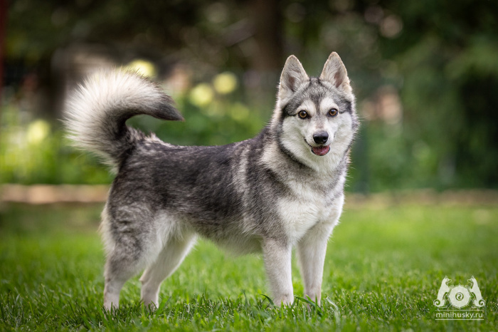 Alaskan Klee Kai