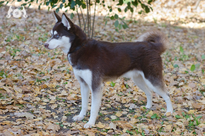 Alaskan Klee Kai kennel «SONG OF ICE»