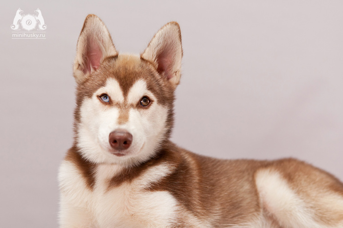  Alaskan Klee Kai puppy