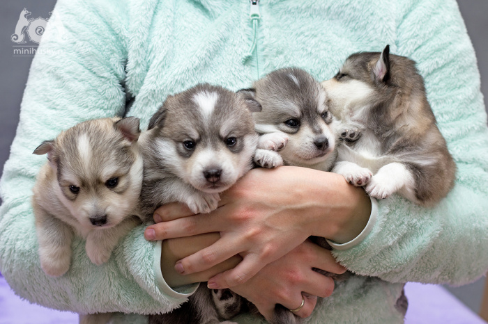 Alaskan Klee Kai puppies for sale