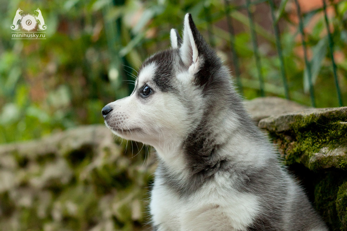 Alaskan Klee Kai kennel «SONG OF ICE»