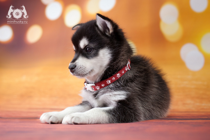 Alaskan Klee Kai kennel «SONG OF ICE»