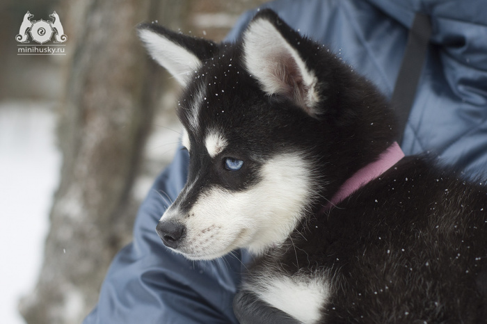 Alaskan Klee Kai puppy
