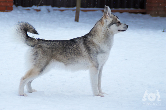 June's Dog of the Month – Alaskan Klee Kai – Shepherd's Grove Studio