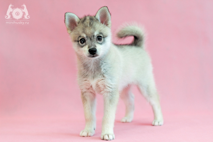 Klee Kai puppy for sale