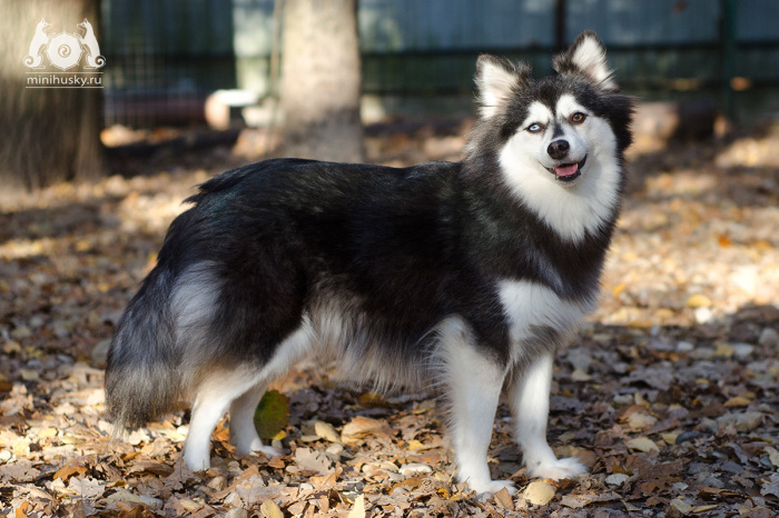 Alaskan Klee Kai