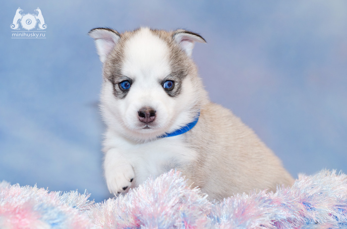  Alaskan Klee Kai puppy