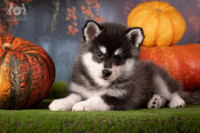 Alaskan Klee Kai Puppy