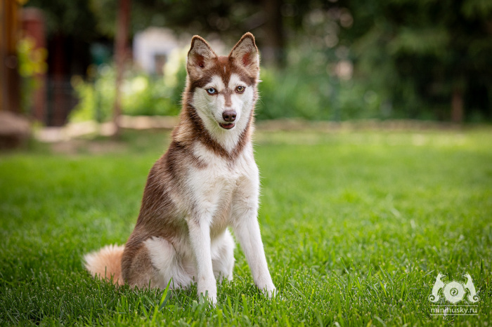 Alaskan Klee Kai