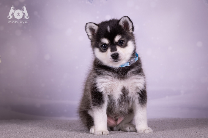 Aljašský klee kai hot sale miniature siberian husky