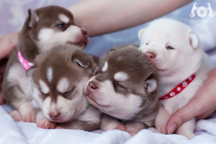 Klee Kai Puppies for sale