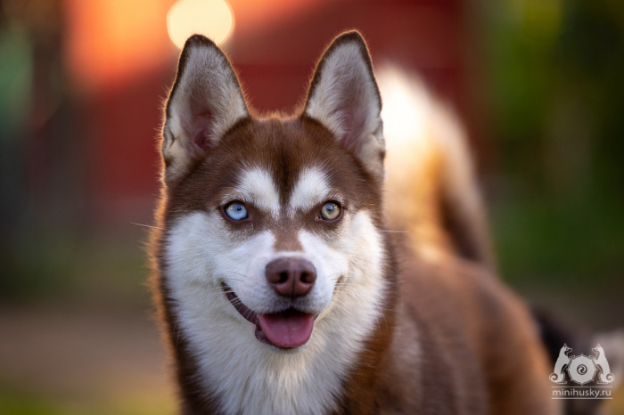 Alaskan Klee Kai Song of Ice Rurik