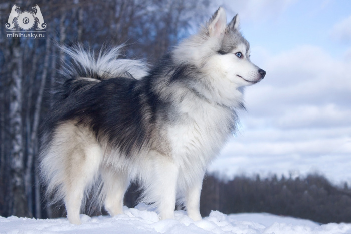 Alaskan Klee Kai