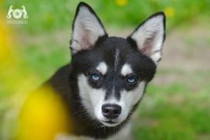 Klee Kai Puppies