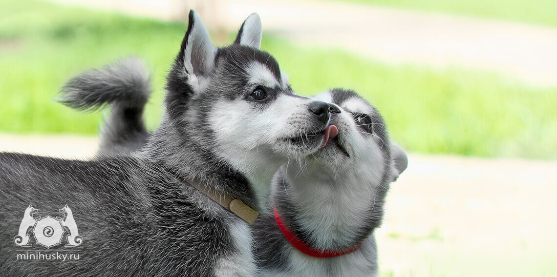 Alaskan Klee Kai kennel «SONG OF ICE»