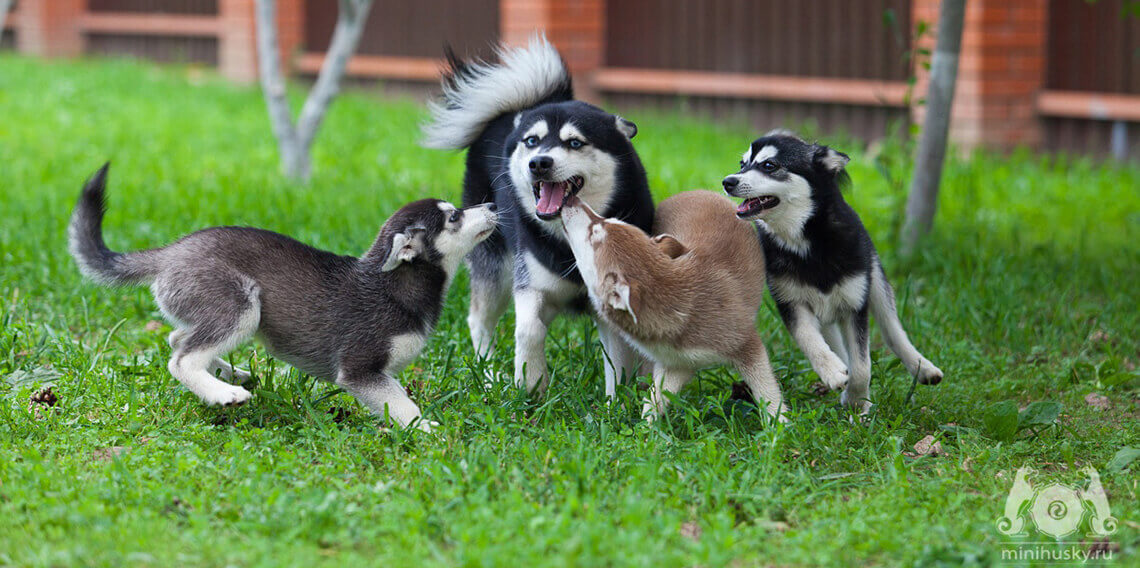 Breed Standards  Alaskan Klee Kai Association of America