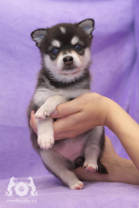 Alaskan Klee Kai kennel «SONG OF ICE»