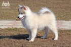 Gray and white, long coat male